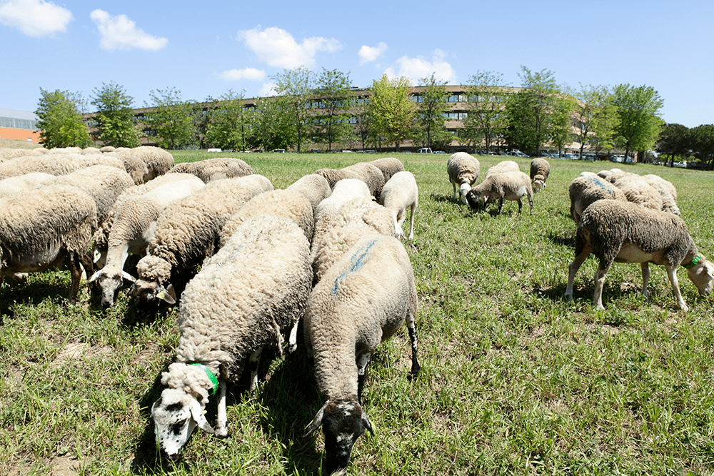 Ovelles al campus de la UAB